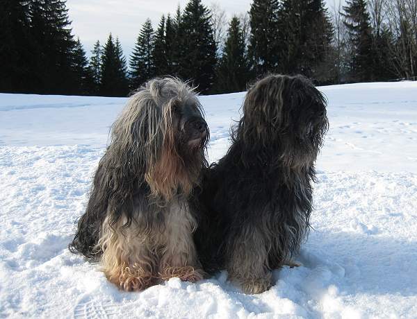 ... dicke Freunde ... Sammy und Phabu genie�en diesen tollen Winter ...
