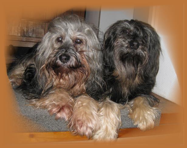 ... dicke Freunde ... Sammy und Phabu genie�en die Aussicht von der Treppe ...